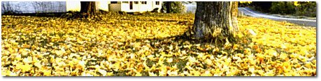 Fall Leaf Cleanup and Removal Service
