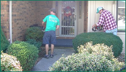 Crew pruning shrubs